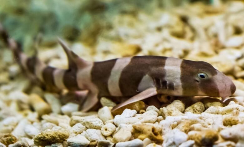 VGP Marine Kingdom releases captive-bred banded bamboo sharks into ocean