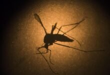 Drug-resistant malaria poses growing challenge to treatment and elimination efforts
