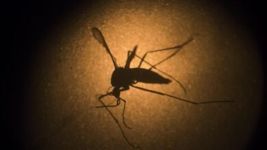 Drug-resistant malaria poses growing challenge to treatment and elimination efforts