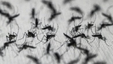 Brazil suspends dengue vaccine following two deaths