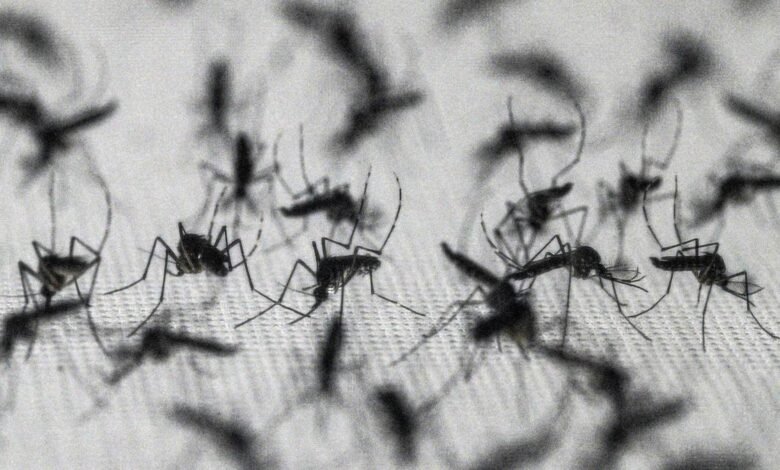 Brazil suspends dengue vaccine following two deaths