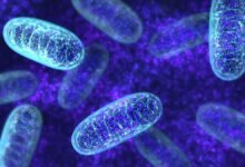 Hypermetabolism linked to early-life adversity can be harmful in long term: Study