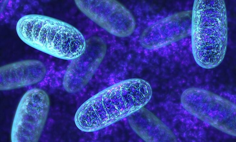 Hypermetabolism linked to early-life adversity can be harmful in long term: Study